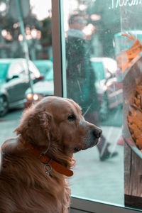 Dog looking through window