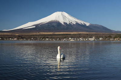 Swan swimming on lake against snowcapped mountain
