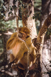 Close-up of monkey sitting on tree