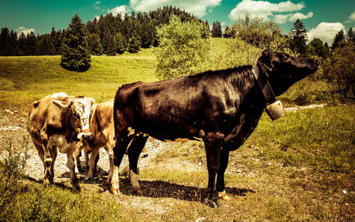 Cow standing on field