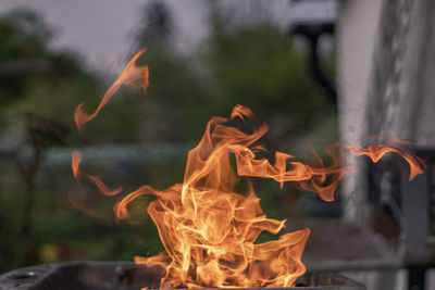 Close-up of bonfire on wooden log