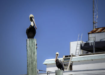 Low angle view of birds perching against clear sky