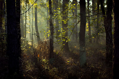 Trees in forest