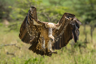 White-backed vulture flaps its wings while landing