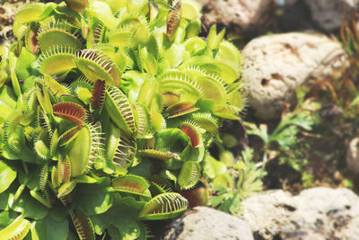 Dionaea muscipula, venus flytrap exotic carnivorous plant