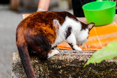 Close-up of a cat resting