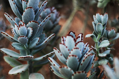 Close-up of flowers