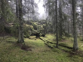 Trees in forest