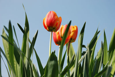 Low angle view of tulips against clear sky