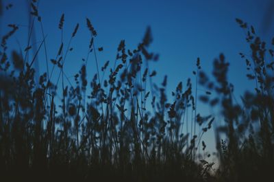 Low angle view of silhouette plants on field against sky