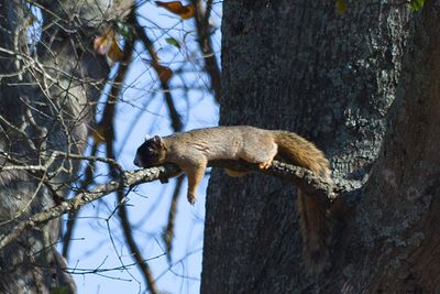 Fix squirrel on tree trunk