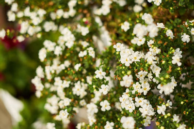 Close-up of white cherry blossoms in spring