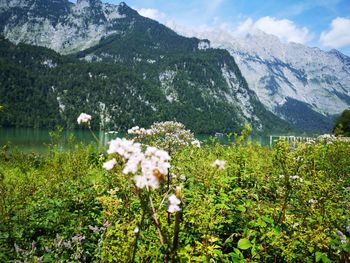 Scenic view of flowering plants and mountains against sky