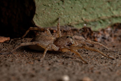 Close-up of insect on land