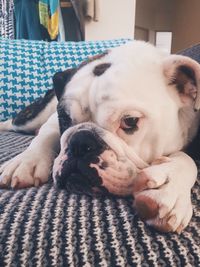 Close-up portrait of dog