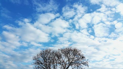 Low angle view of tree against sky