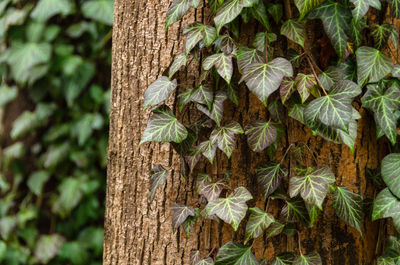 Close-up of tree trunk