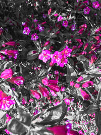 Full frame shot of multi colored flowers