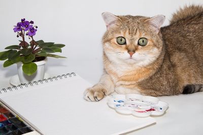 Portrait of cat sitting on table