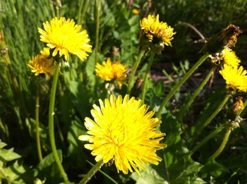 Close-up of yellow flower