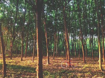 Trees in forest