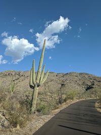 Cactus growing on land against sky