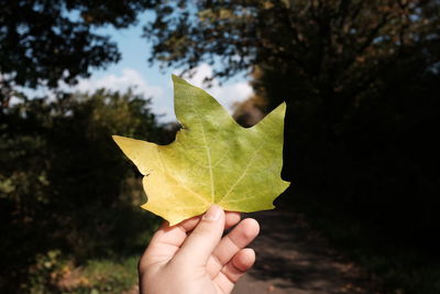 Cropped hand holding maple leaf against trees during autumn