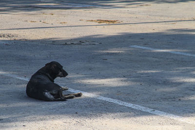 Black dog sitting on the beach