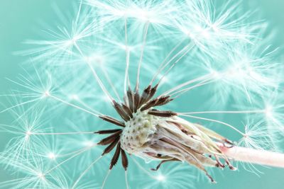 Close-up of dandelion on plant