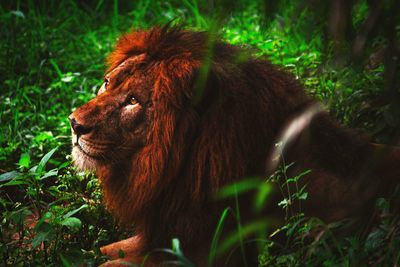 Close-up of lion