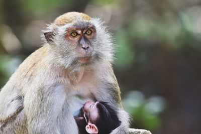 Close-up of monkey holding infant outdoors