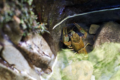 Close-up of turtle in sea