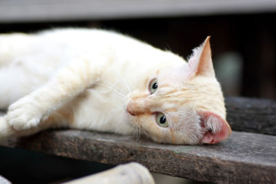 Close-up of cat lying on wood