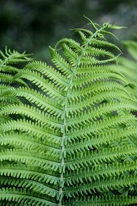 High angle view of fern leaves