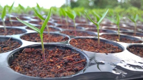 Close-up of potted plant