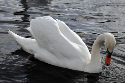 Close-up of swan swimming in lake