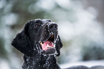 Close-up of a dog in snow