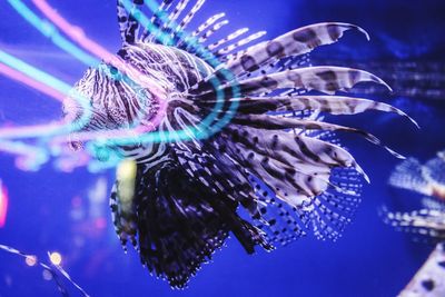 Close-up of jellyfish swimming in sea