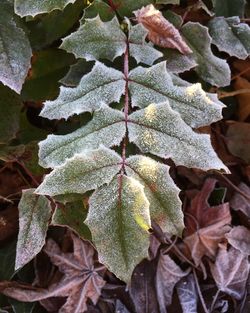 Close-up of leaves