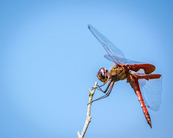 Close-up of dragonfly on rock