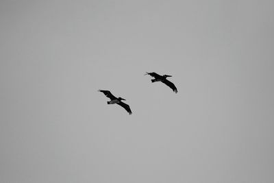 Low angle view of birds flying against clear sky