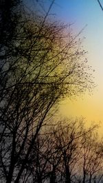 Low angle view of silhouette trees against clear sky