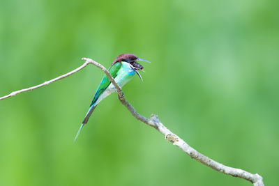 Close-up of bird perching on branch