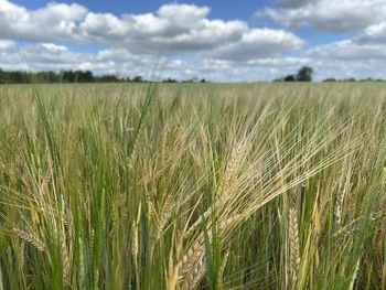 Scenic view of wheat field against sky