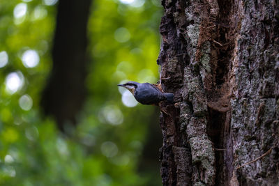 Bird perching on tree trunk