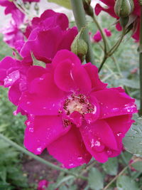 Close-up of honey bee on pink flower