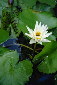 Close-up of white water lily blooming outdoors