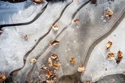 Dry birch leaves and seeds frozen into an icy puddle in late autumn.