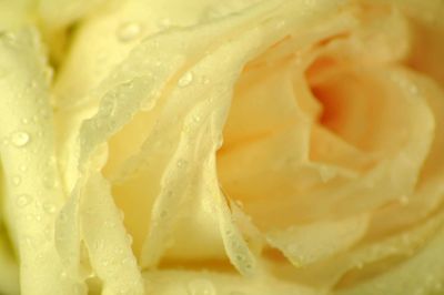 Extreme close up of rose