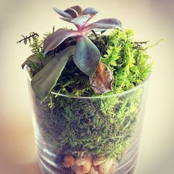 Close-up of potted plant